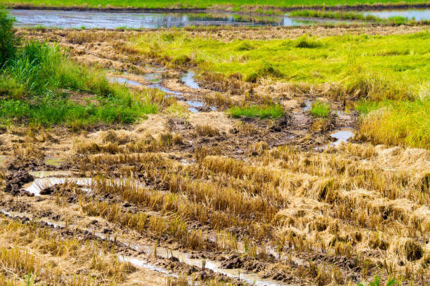 Soil treatment protects Rabi crops from many diseases
