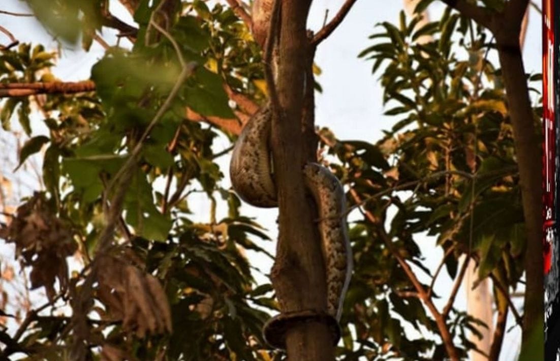 Python On Mango Tree