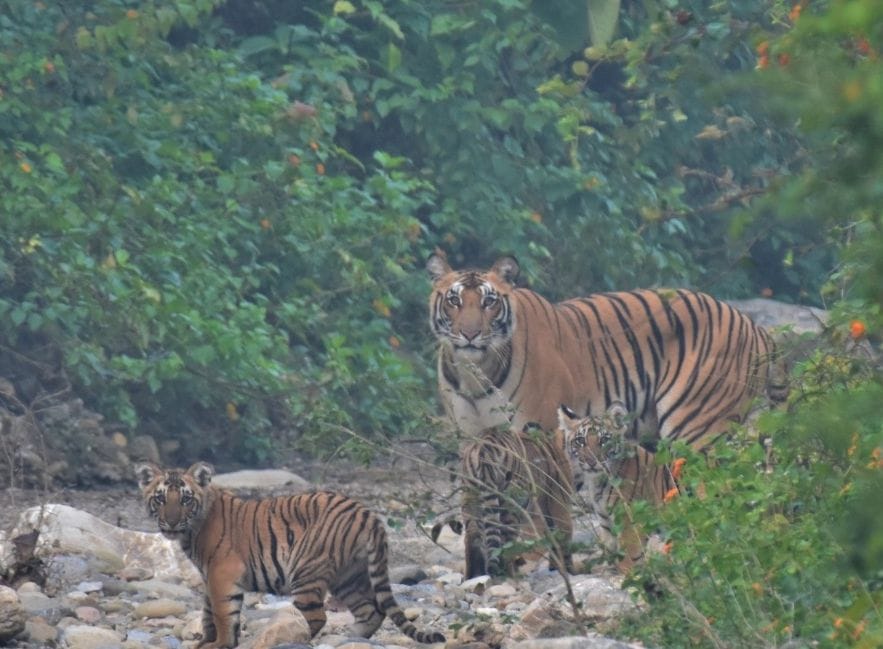 Tigers spotted with cubs on Tera road of Ramnagar forest division