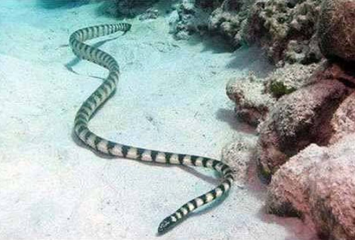 Most poisonous snakes in the world who are responsible for quick human death