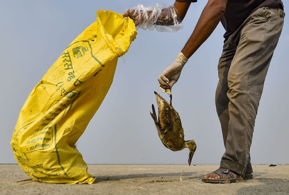 sambhar lake death of migratory birds