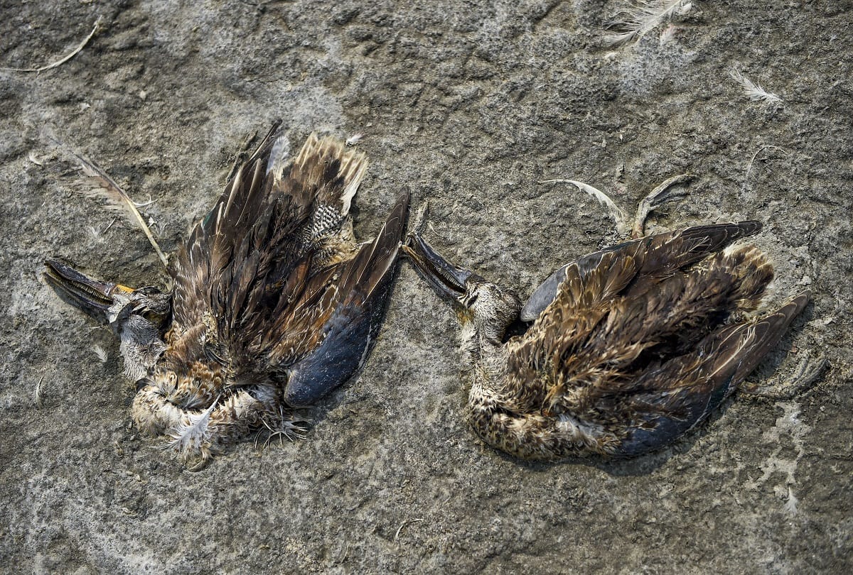 Birds die in sambhar lake