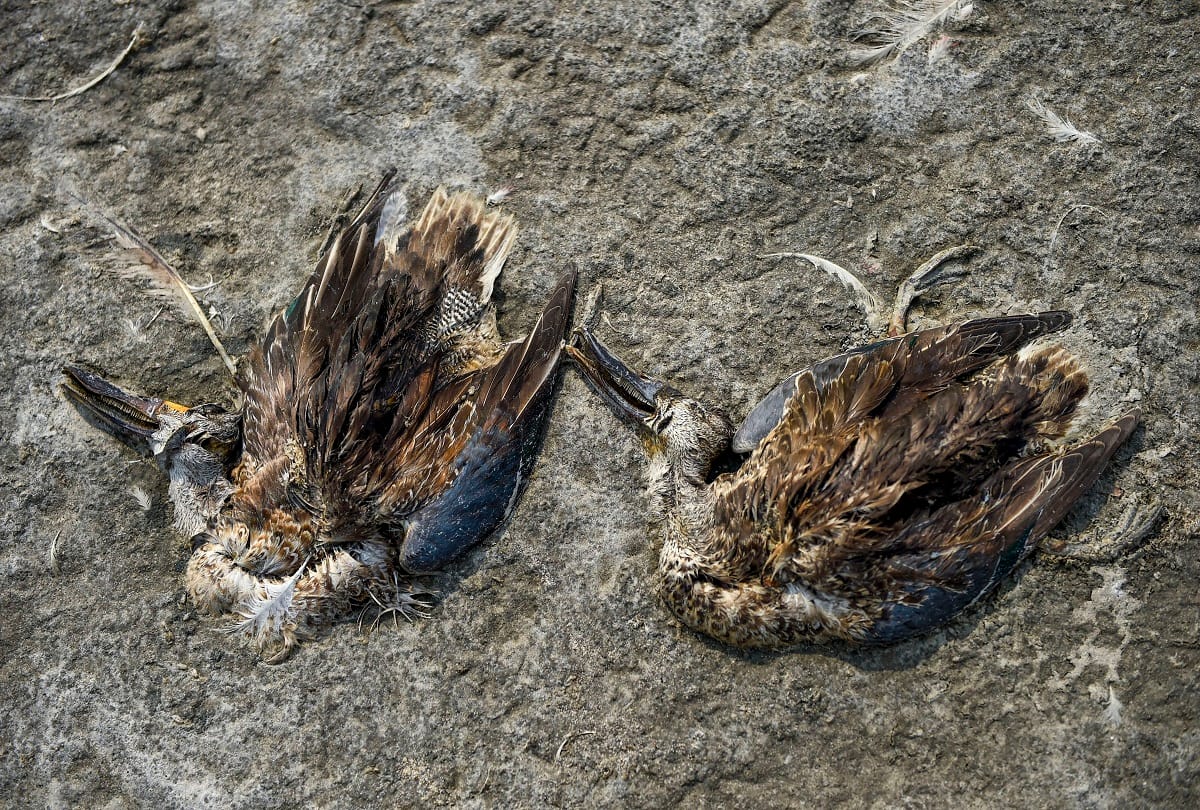 Thousands of migratory birds died mysteriously in Rajasthan Sambhar Salt Lake