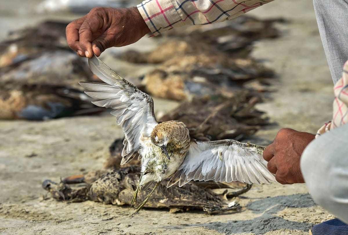 Thousands of migratory birds died mysteriously in Rajasthan Sambhar Salt Lake