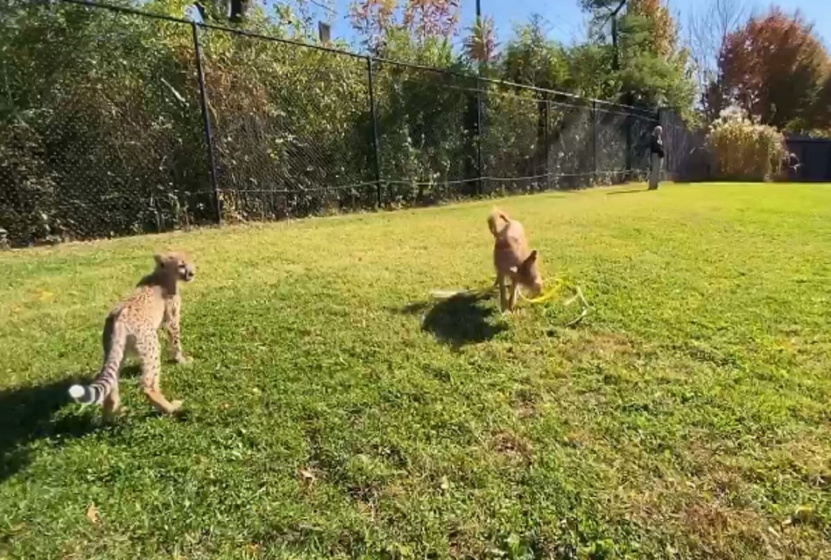 cheetah and dog friendship story viral on social media