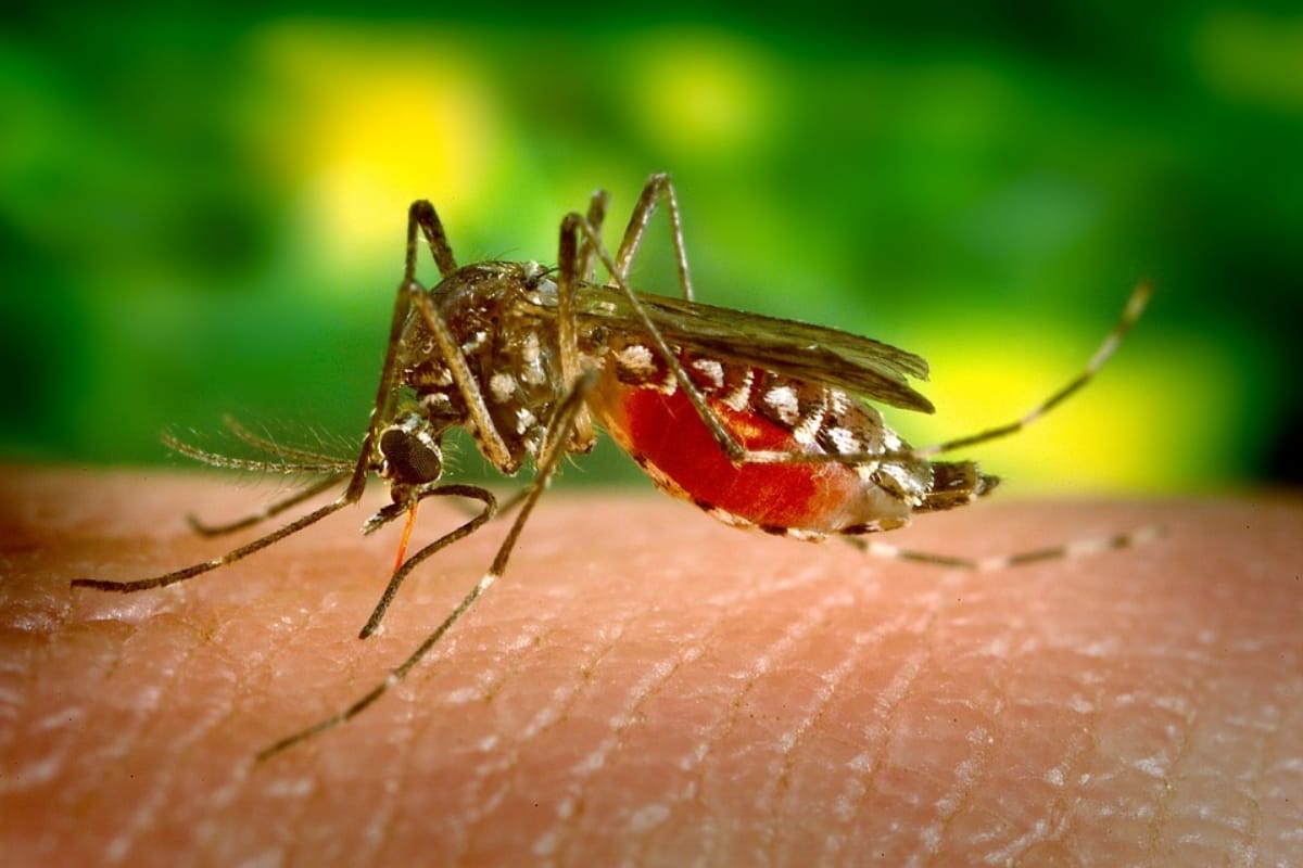 Tips to Protect yourself from Dengue Fever, Follow These Things to stay Safe