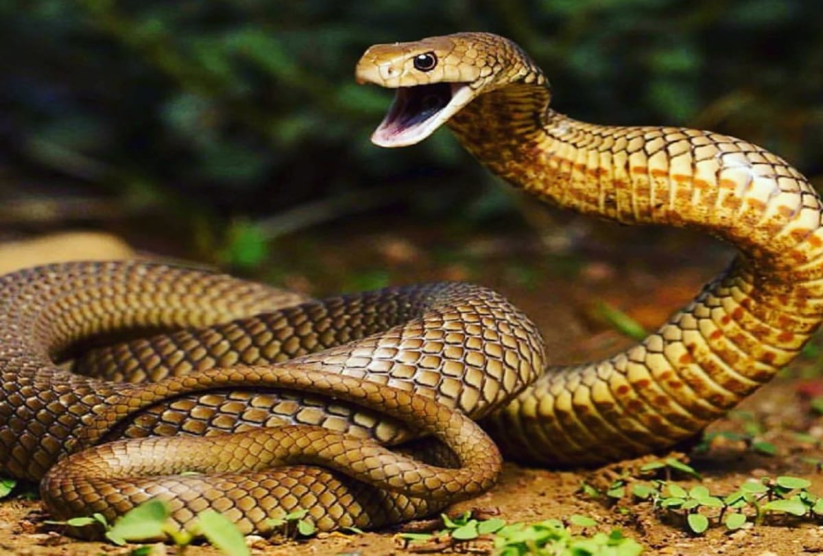 food and drink made of snake in vietnam