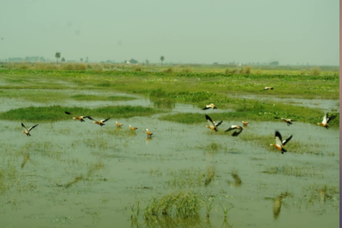 Hastinapur wildlife sanctuary welcoming guest birds, birds of twenty species arrived