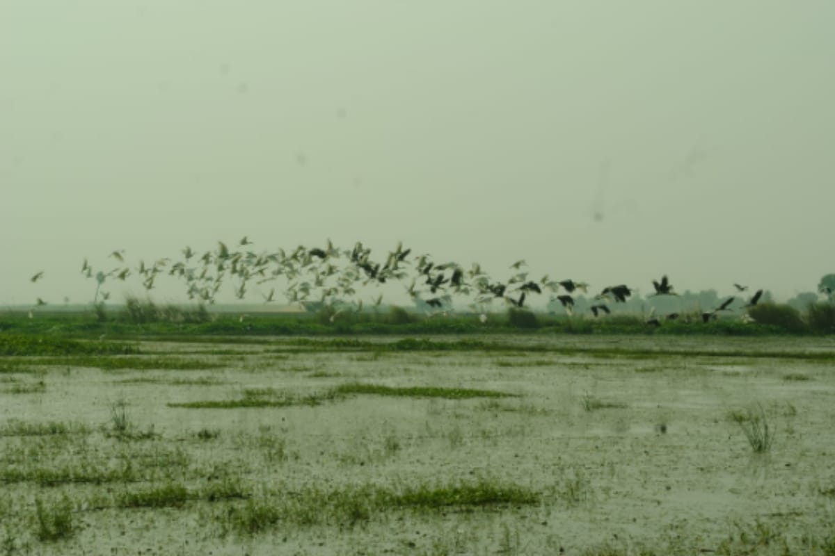 Hastinapur wildlife sanctuary welcoming guest birds, birds of twenty species arrived