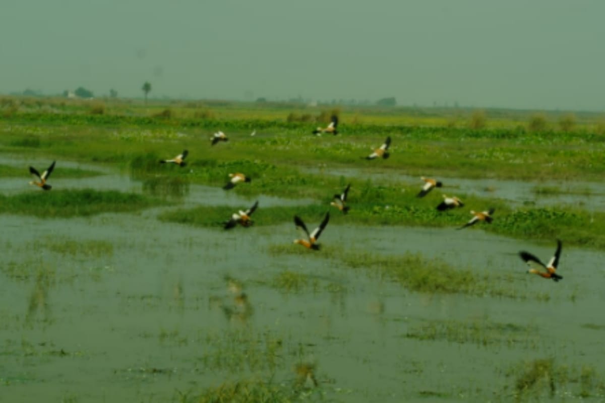 Hastinapur wildlife sanctuary welcoming guest birds, birds of twenty species arrived