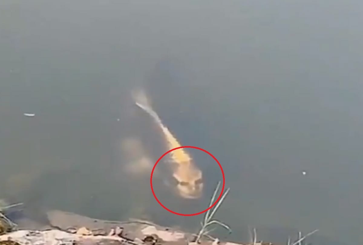 Human face fish spotted in a lake in China Video viral in social media