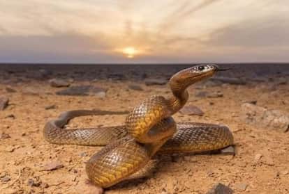 food and drink made of snake in vietnam