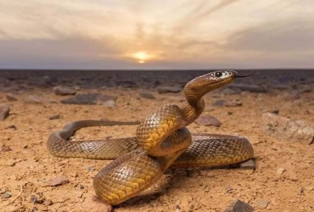 uttar pradesh unnao snake bite youngman during eating rat