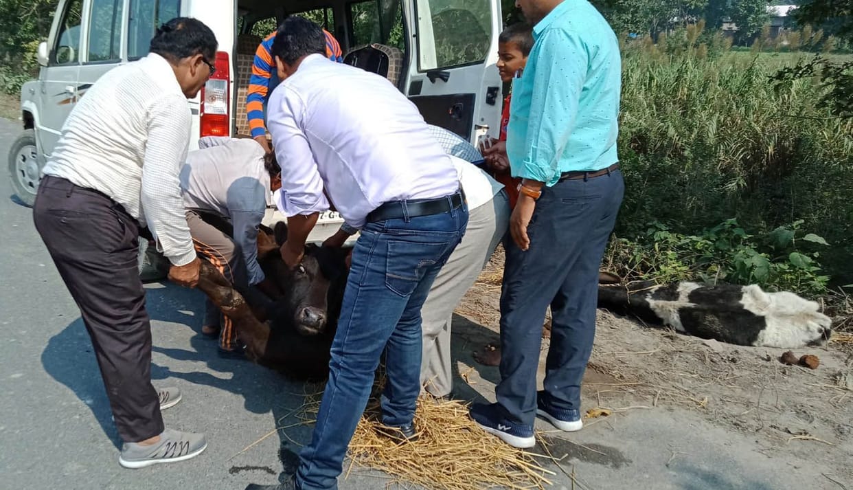 Five animals were thrown into the canal