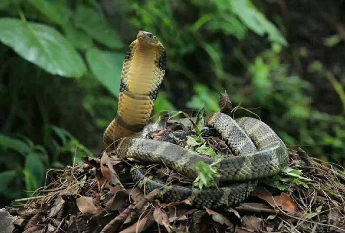Most poisonous snakes in the world who are responsible for quick human death