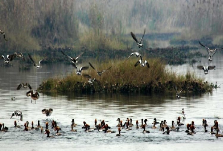foreign birds are arrived Harike Wetland