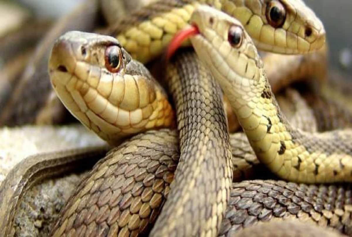 how do snakes mate and give birth