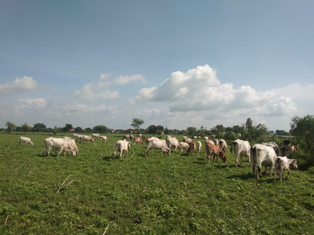 Anna cattle growing from incomplete gaushala