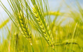 Agriculture Department will give 50 percent grant on wheat seeds
