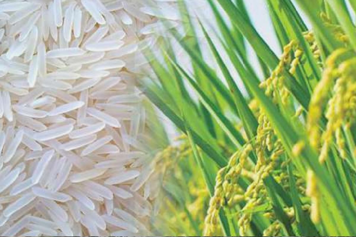 Dehradun Basmati Rice Was Extinct Now Seeds Not Available For Farming