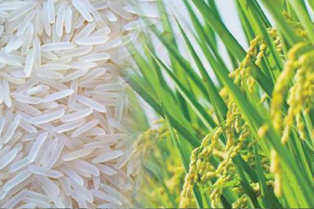 Basmati 370 will be exported abroad and jammu kashmir Farmers will join e mandi