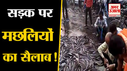 Fish Fallen From Truck In Kanpur