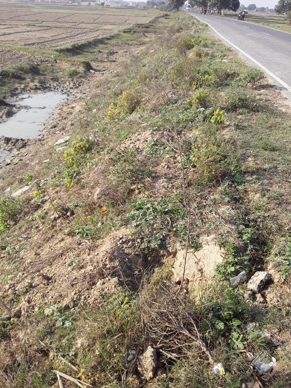 planting scam in gorakhpur