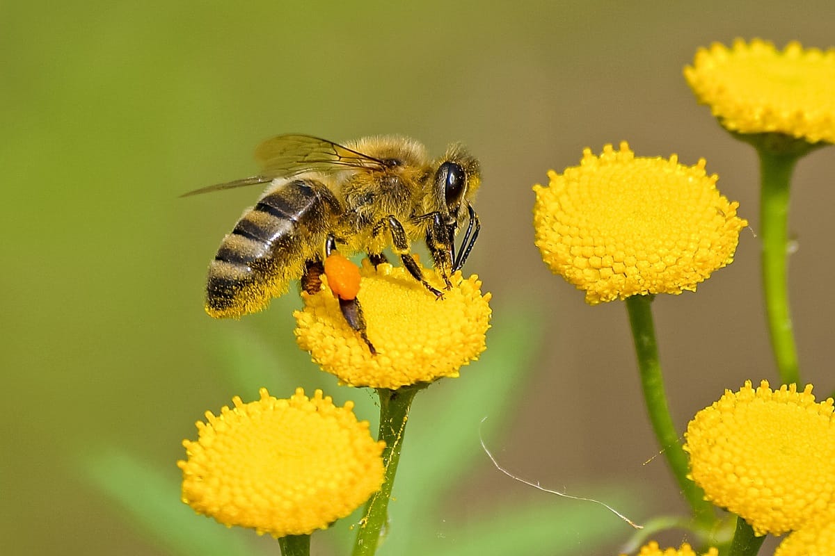 The insect had its first pollination of 9.9 million years ago