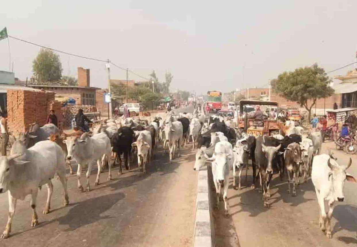 action on 65 cattle owners leaving anna cattle in jalaun