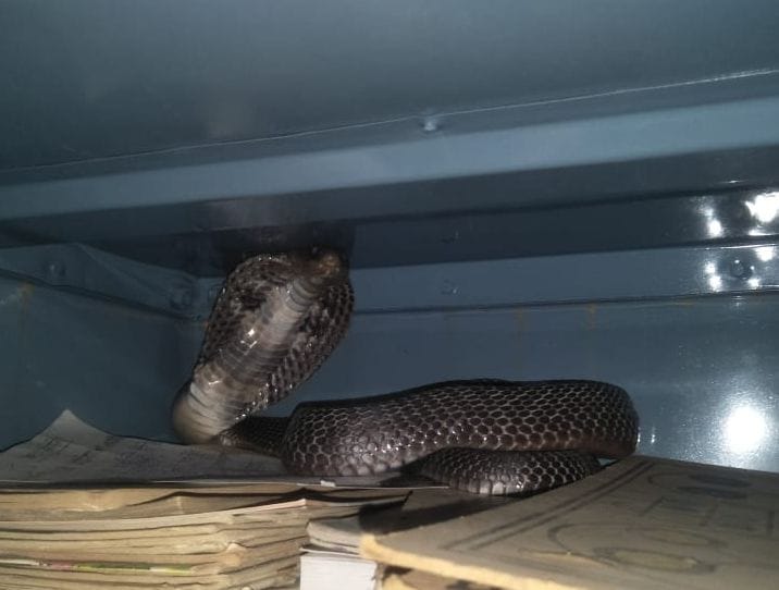 Snake enters college, chaos
