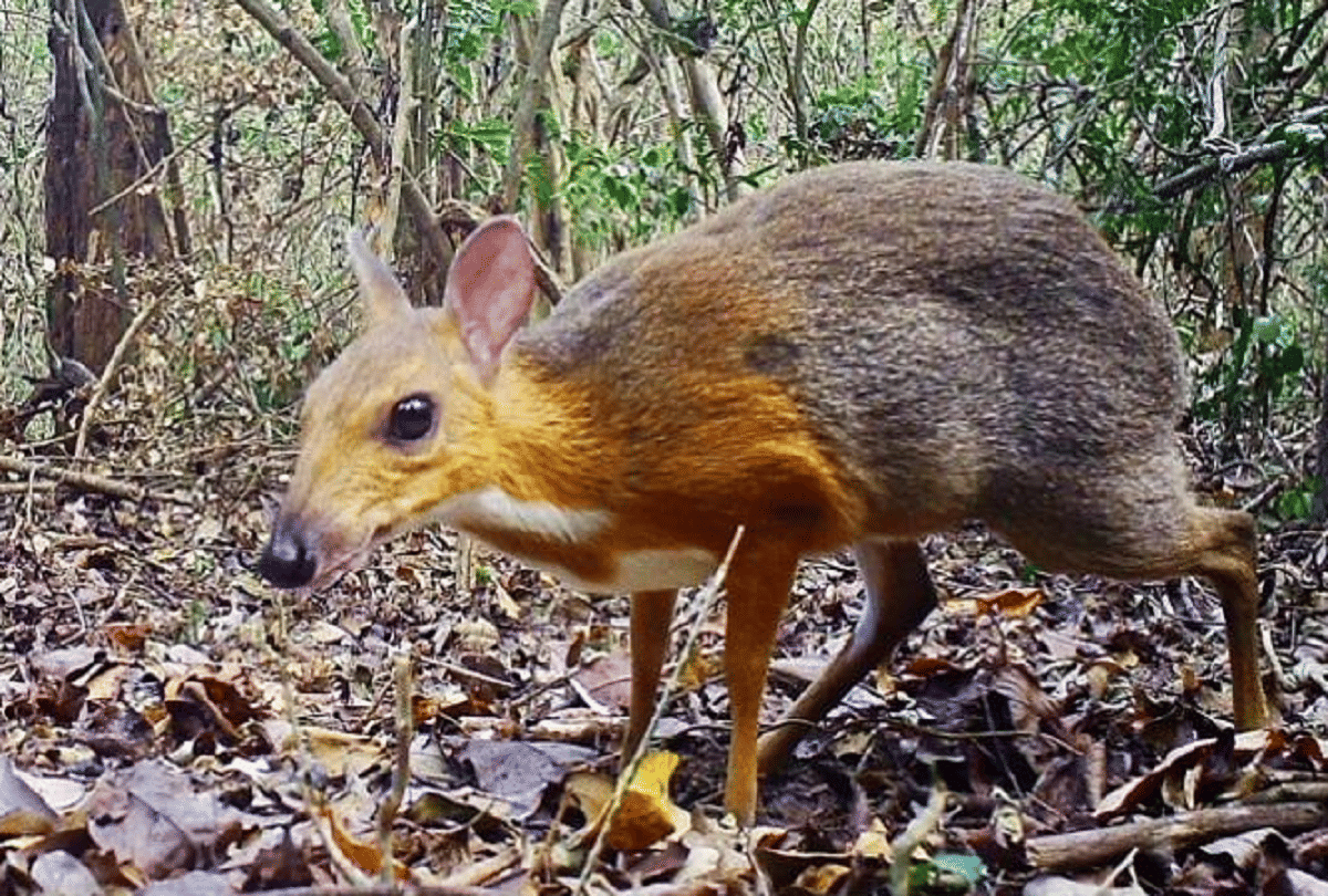 silver backed chevrotain has been found in in the forests of south vietnam