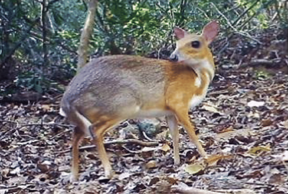 Wolves will save humans from brain disease spreading in deer