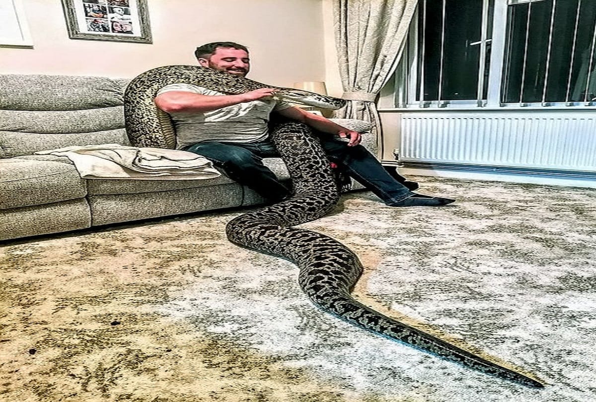man pet world biggest burmese python in england