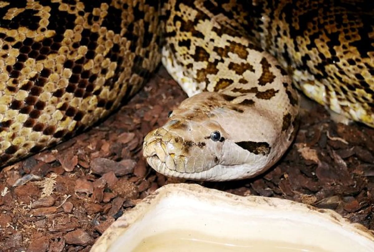 dehradun : Forest Department caught Python from Farmhouse