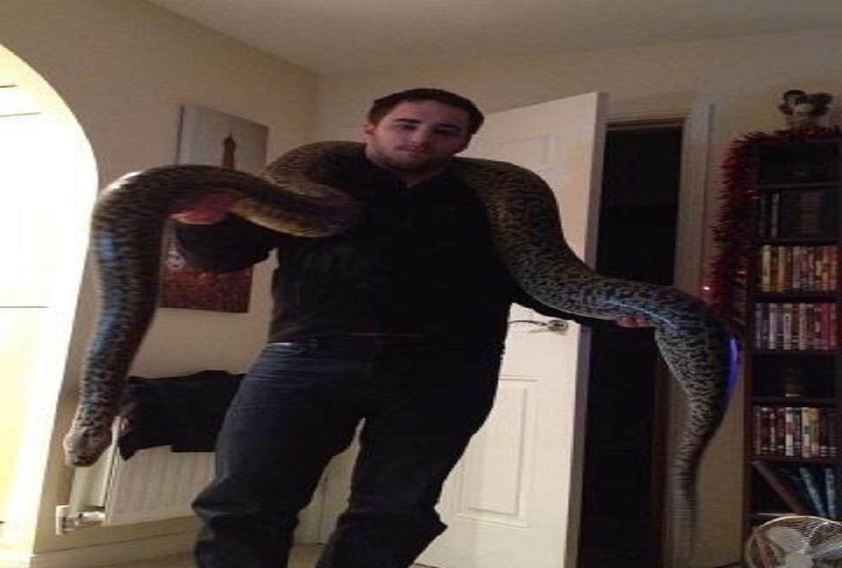 man pet world biggest burmese python in england