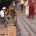 ताजमहल पर बंदर