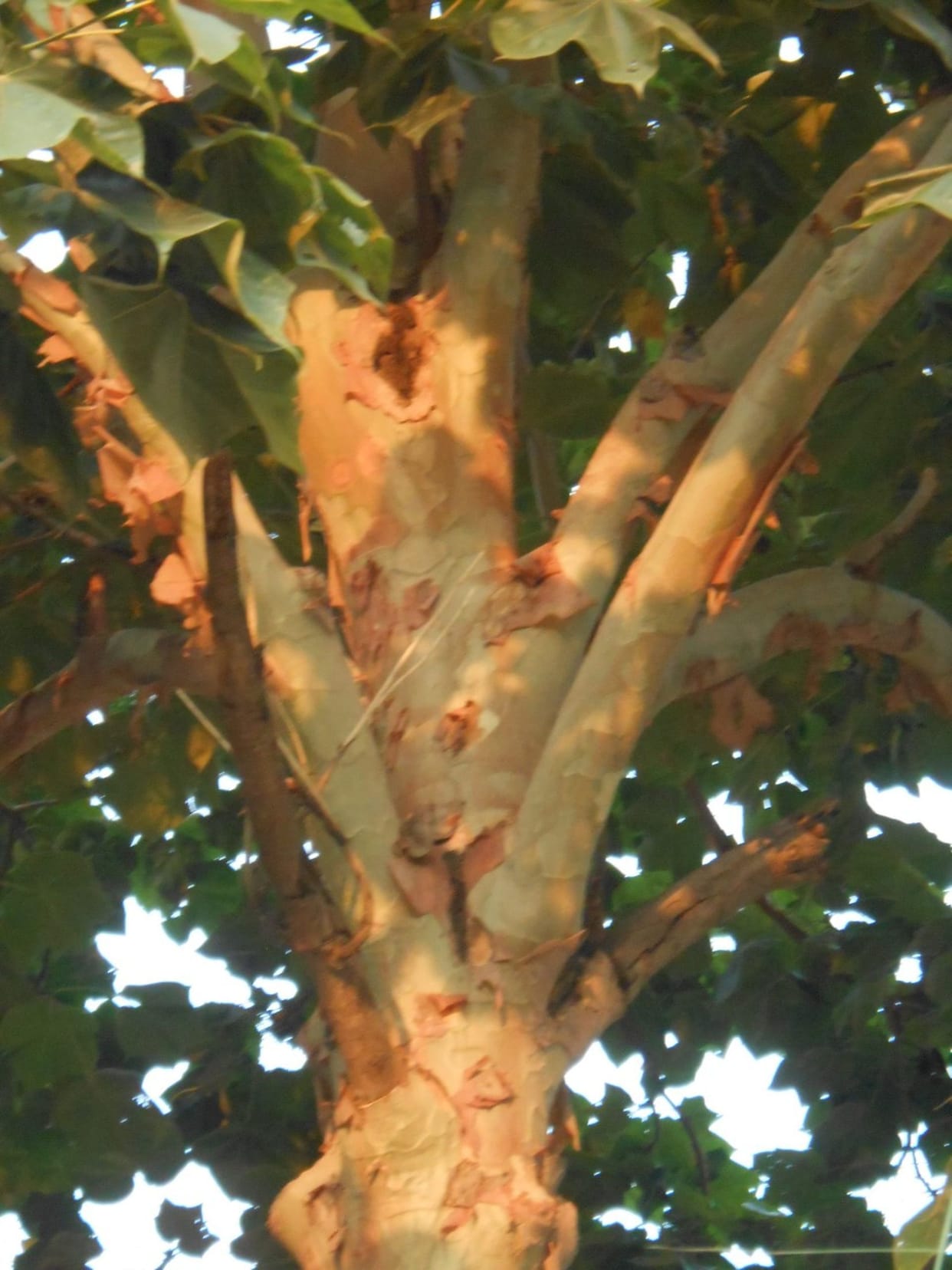 special tree