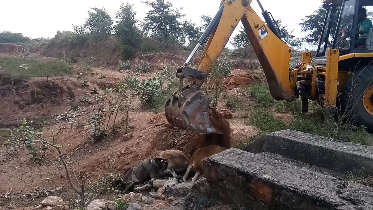 Holiday animals killed near cow shelter
