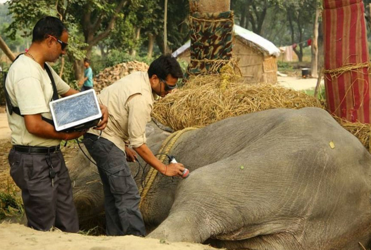 Elephant Injured in Sitapur Treatment Starts in Churmura Village Mathura