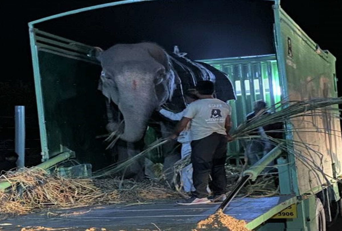 Elephant Injured in Sitapur Treatment Starts in Churmura Village Mathura