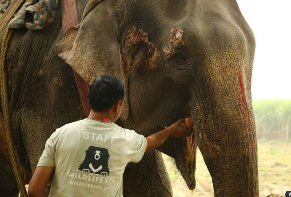 Elephant Injured in Sitapur Treatment Starts in Churmura Village Mathura
