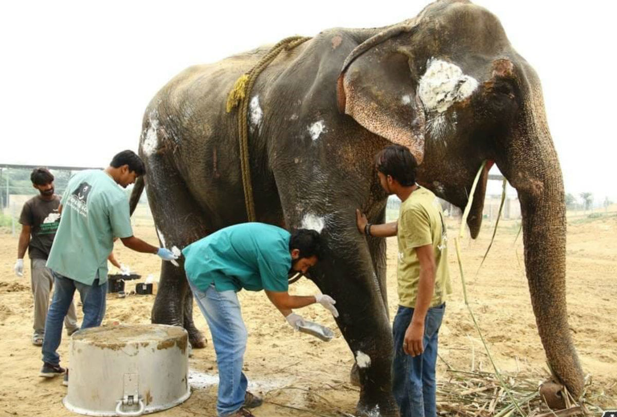 Elephant Injured in Sitapur Treatment Starts in Churmura Village Mathura