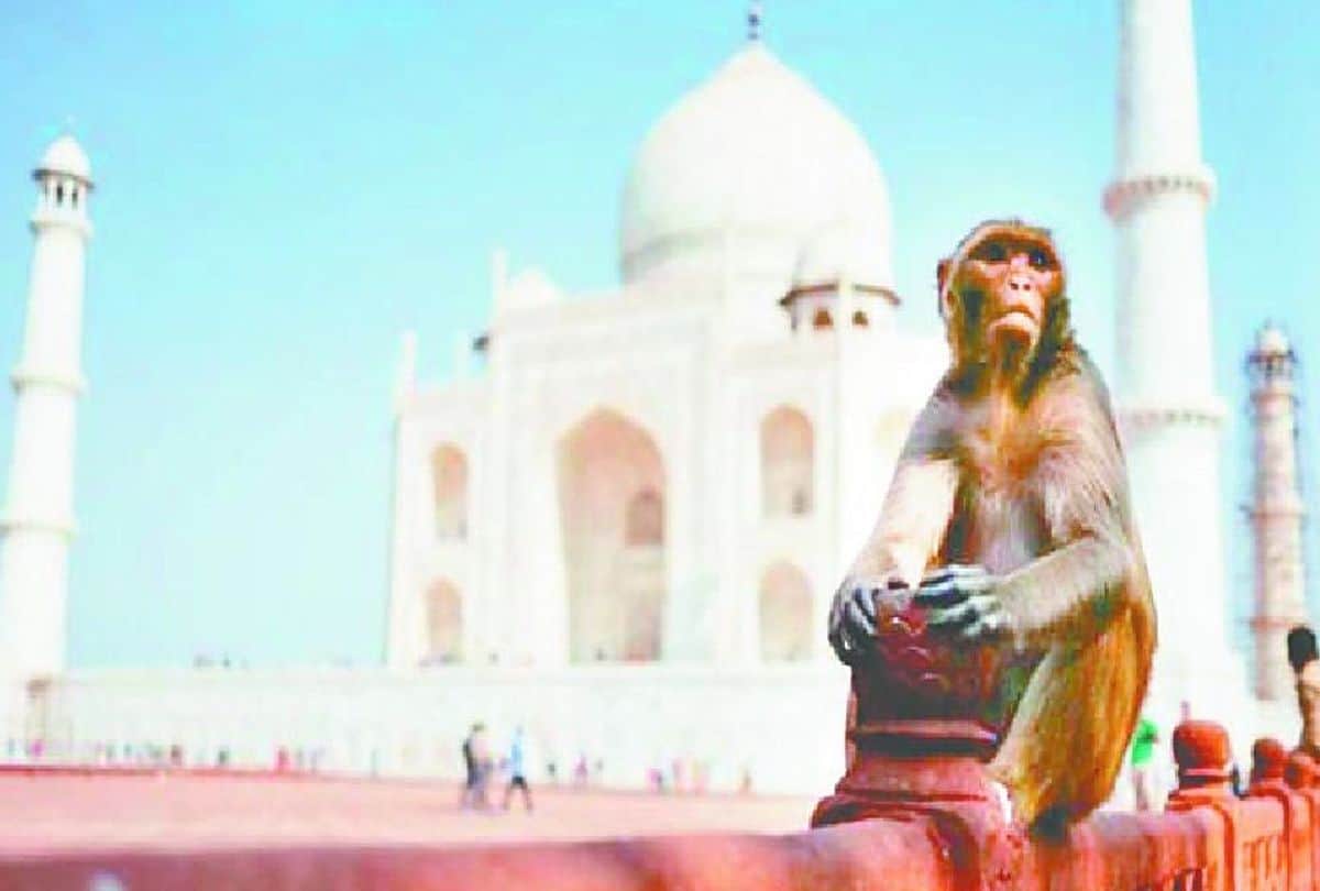 Monkeys Attack bengal Tourist At Taj Mahal