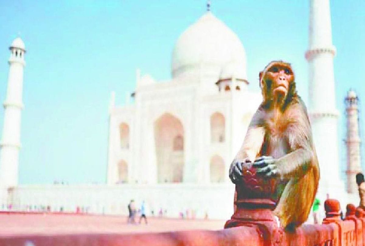 Monkeys Attack bengal Tourist At Taj Mahal