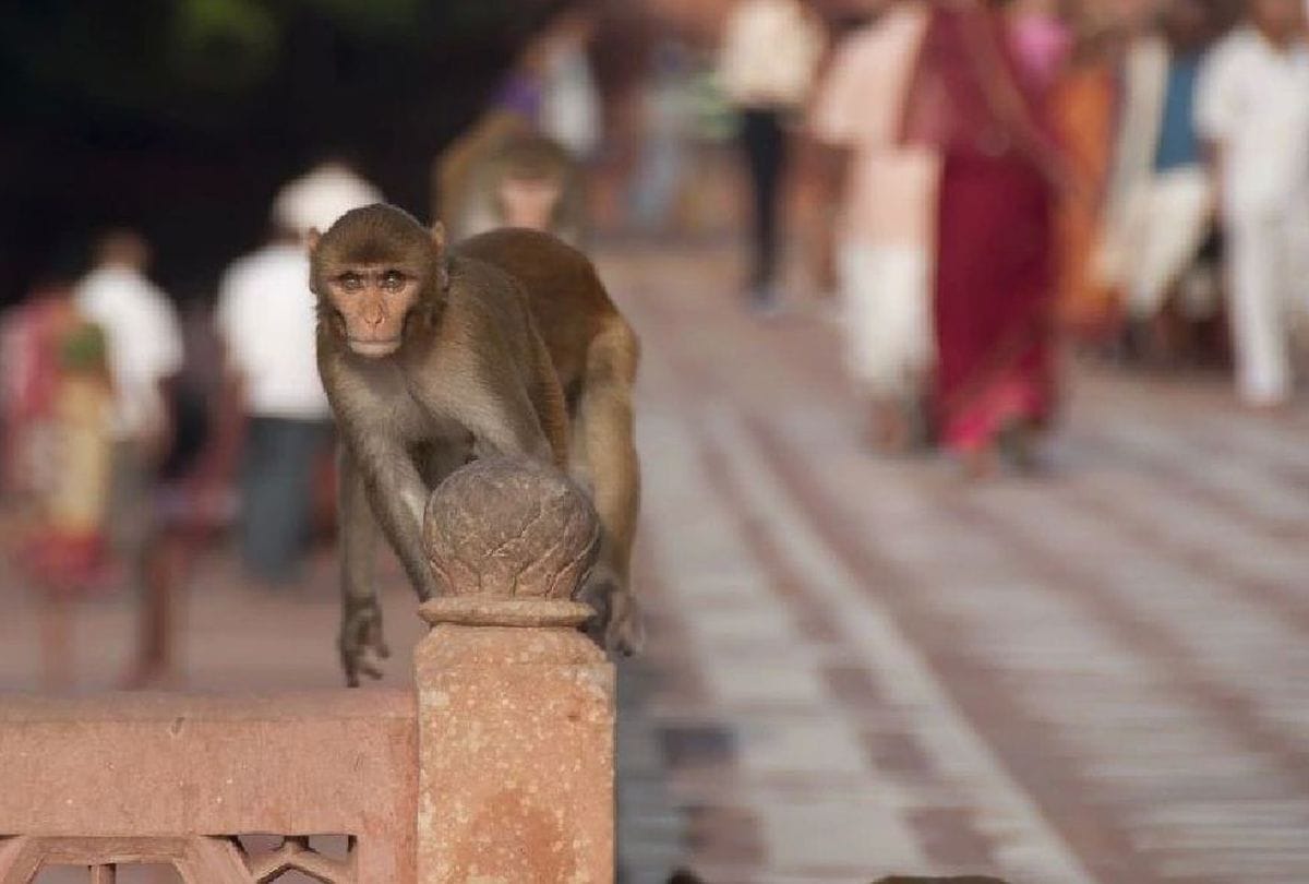 Monkey pushed old man down from roof in kushinagar