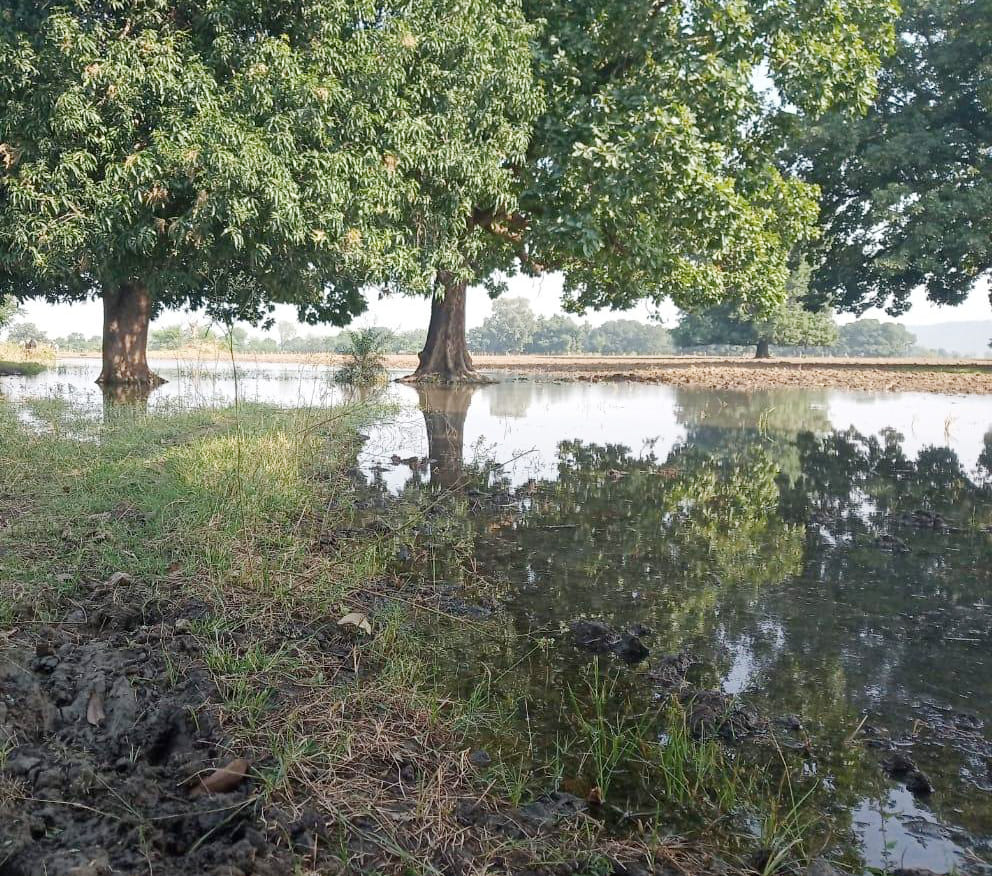Farmers submerged by the cleanliness of the canal