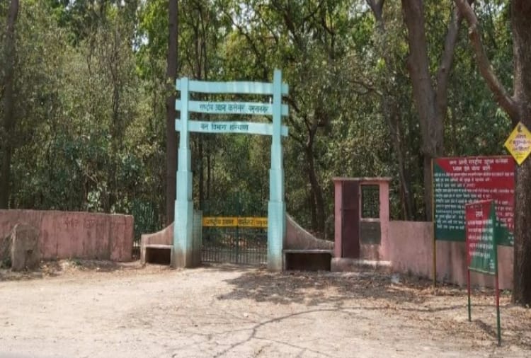 kalesar forest open for tourists