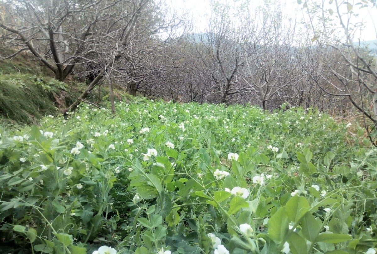Himachal farmers will be rich with peas of America, Nauni University did successful production