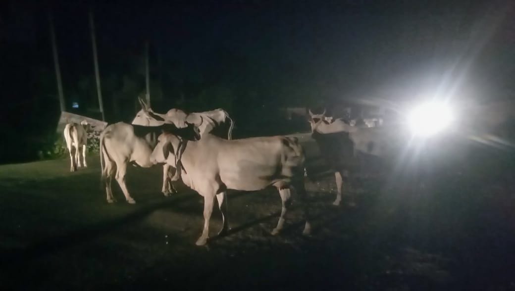 Anna cattle herd on track, Pushpak Express stopped