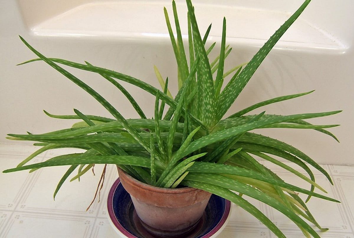 is aloe vera harmful in hypertension and side effects of aloe vera